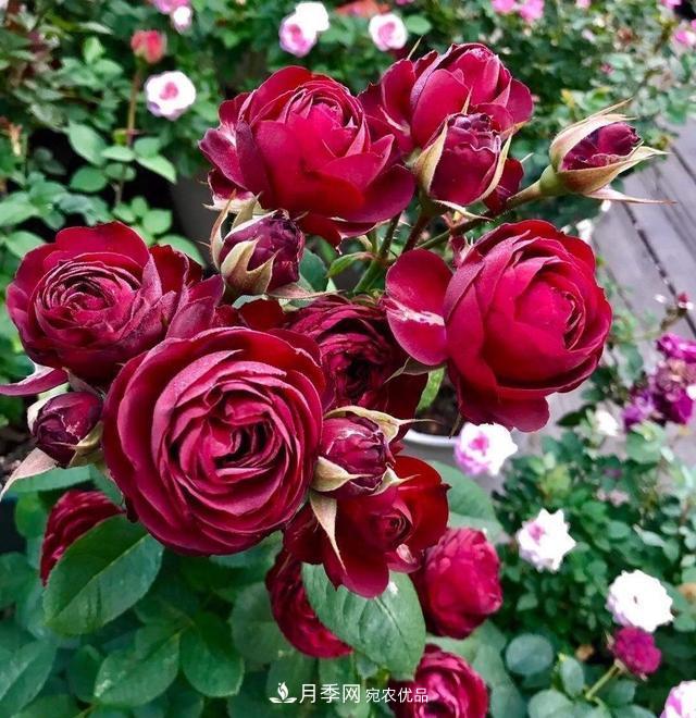 月季、薔薇、玫瑰有區(qū)別，懂得1點(diǎn)，全都能養(yǎng)好，開(kāi)花一茬茬(圖6)