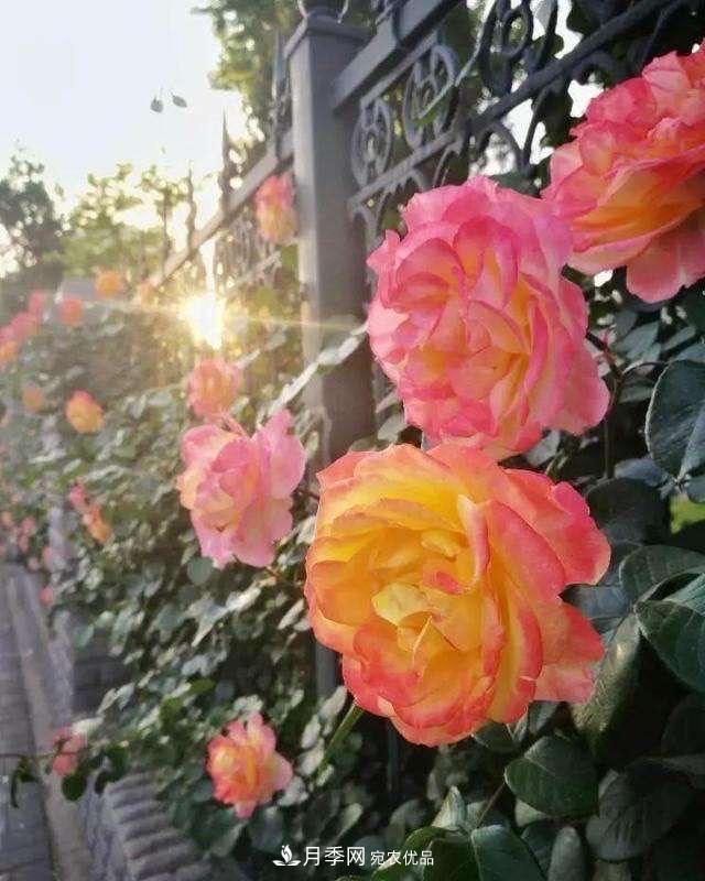 月季、薔薇、玫瑰有區(qū)別，懂得1點(diǎn)，全都能養(yǎng)好，開(kāi)花一茬茬(圖5)