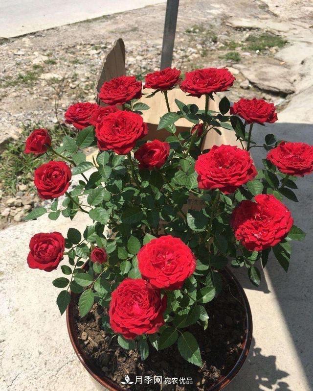 月季、薔薇、玫瑰有區(qū)別，懂得1點(diǎn)，全都能養(yǎng)好，開(kāi)花一茬茬(圖8)