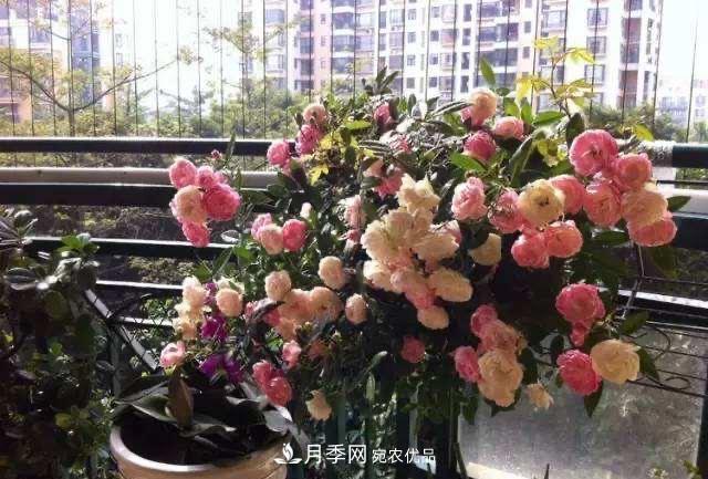 月季、薔薇、玫瑰有區(qū)別，懂得1點(diǎn)，全都能養(yǎng)好，開(kāi)花一茬茬(圖10)