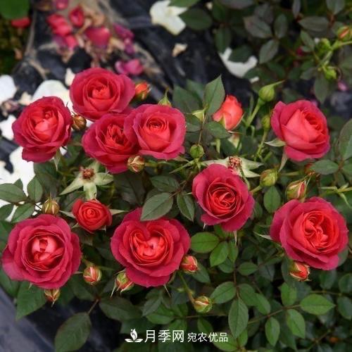 月季、薔薇、玫瑰有區(qū)別，懂得1點(diǎn)，全都能養(yǎng)好，開(kāi)花一茬茬(圖9)