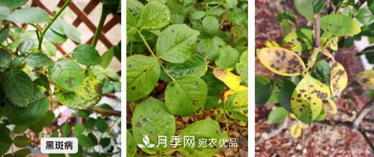 月季病害及雜草如何防除？(圖1)