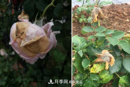 月季病害及雜草如何防除？(圖4)