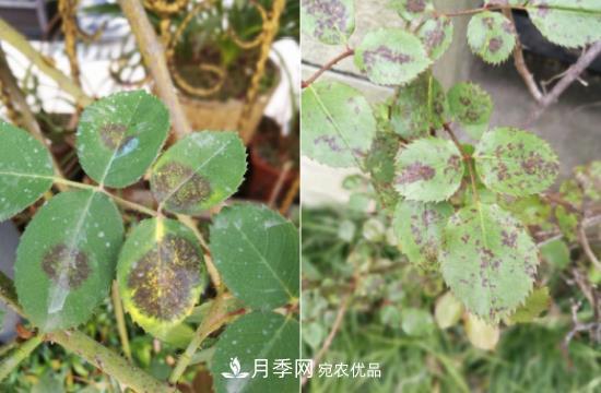 月季病害及雜草如何防除？(圖5)