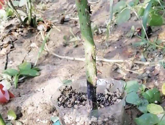 高壓月季出現(xiàn)黑桿？你可能“踩了”2個坑，其實高壓有方法(圖1)