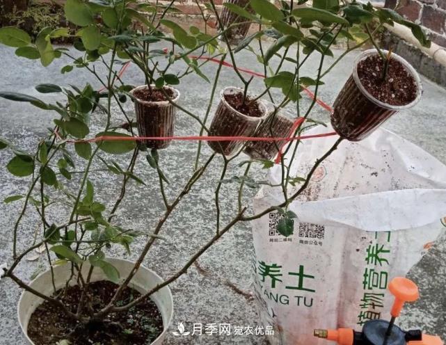 高壓月季出現(xiàn)黑桿？你可能“踩了”2個坑，其實高壓有方法(圖2)