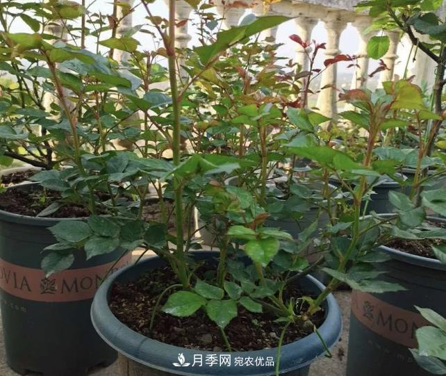 高壓月季出現(xiàn)黑桿？你可能“踩了”2個坑，其實高壓有方法(圖3)