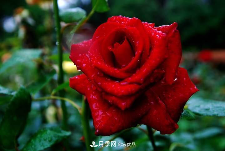 一年開兩次花，月季花需要這樣養(yǎng)護管理(圖1)