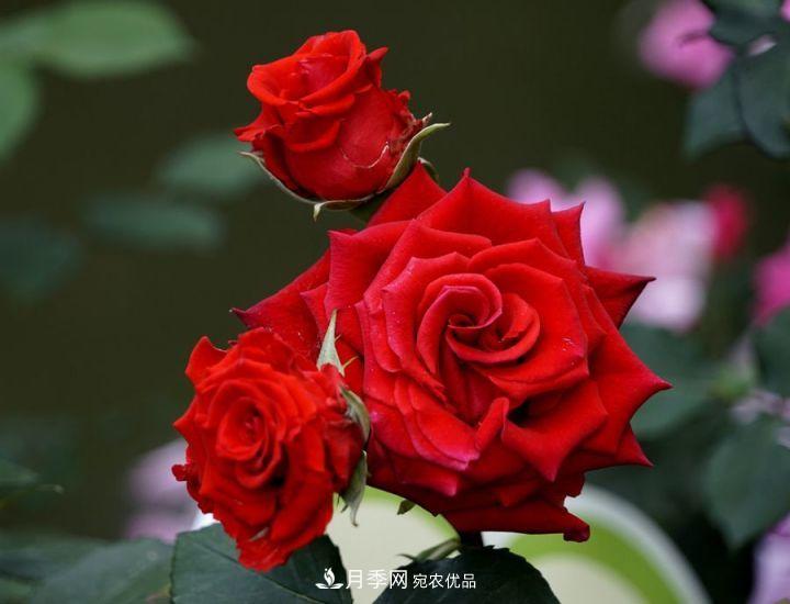 一年開兩次花，月季花需要這樣養(yǎng)護管理(圖3)