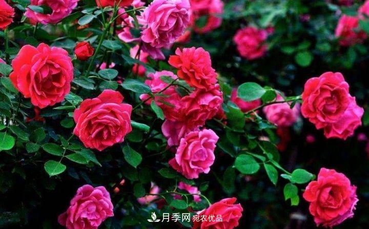 一年開兩次花，月季花需要這樣養(yǎng)護管理(圖2)