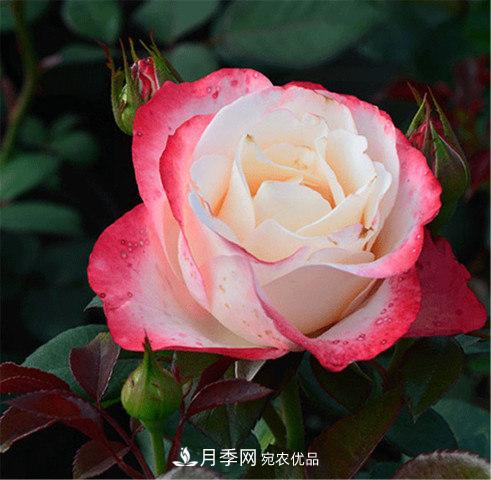 月季發(fā)燒友必知的國際10大名貴月季花，誰能養(yǎng)過超過5種(圖1)