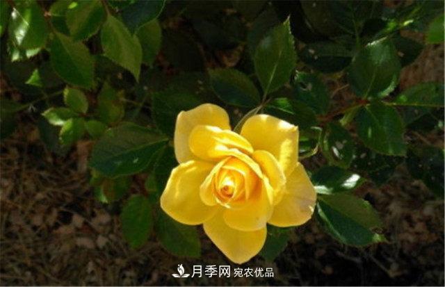 月季發(fā)燒友必知的國際10大名貴月季花，誰能養(yǎng)過超過5種(圖3)