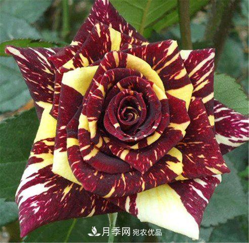 月季發(fā)燒友必知的國際10大名貴月季花，誰能養(yǎng)過超過5種(圖2)