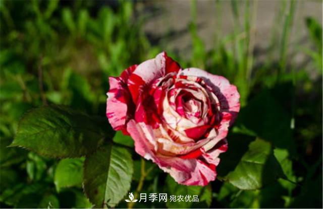月季發(fā)燒友必知的國際10大名貴月季花，誰能養(yǎng)過超過5種(圖5)