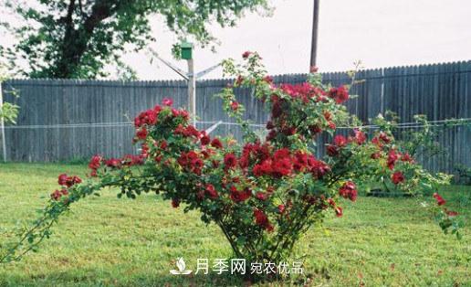 月季發(fā)燒友必知的國際10大名貴月季花，誰能養(yǎng)過超過5種(圖6)