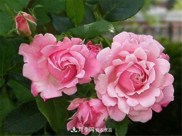 月季發(fā)燒友必知的國際10大名貴月季花，誰能養(yǎng)過超過5種(圖8)