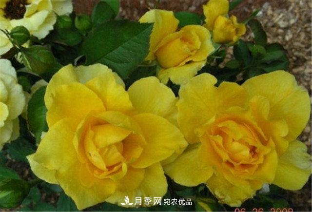月季發(fā)燒友必知的國際10大名貴月季花，誰能養(yǎng)過超過5種(圖7)