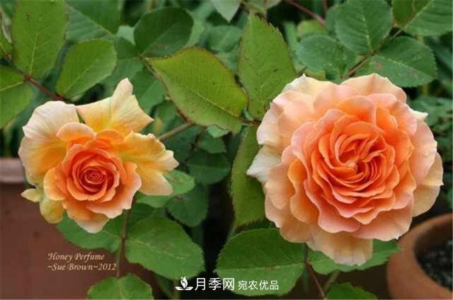 月季發(fā)燒友必知的國際10大名貴月季花，誰能養(yǎng)過超過5種(圖9)