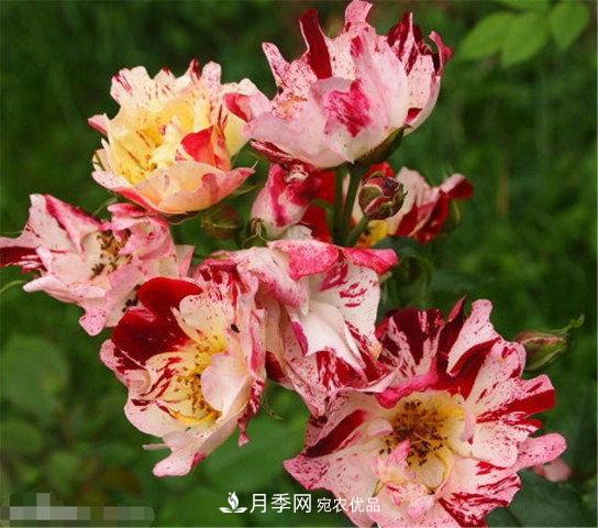 月季發(fā)燒友必知的國際10大名貴月季花，誰能養(yǎng)過超過5種(圖10)