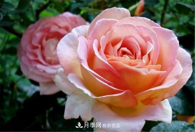 月季發(fā)燒友必知的國際10大名貴月季花，誰能養(yǎng)過超過5種(圖11)
