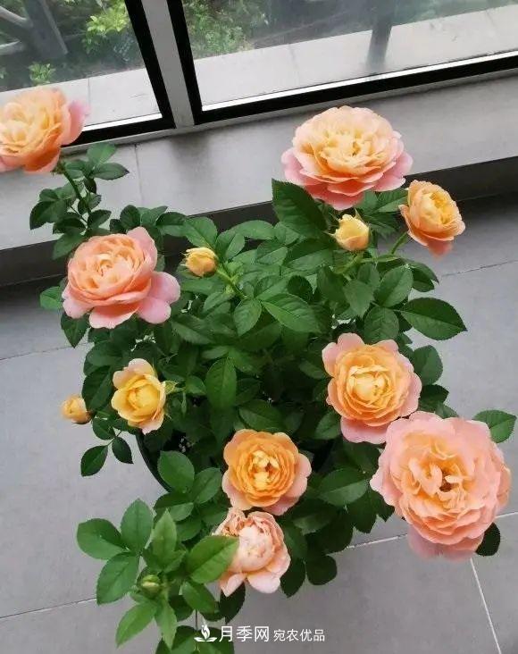 月季花中的“王者”，花友都喜歡養(yǎng)，如今沒落了，顏值依舊很高(圖1)