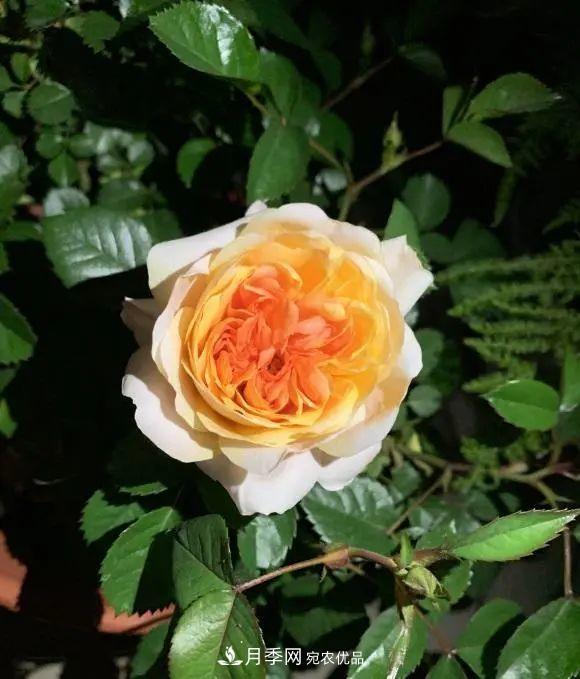 月季花中的“王者”，花友都喜歡養(yǎng)，如今沒落了，顏值依舊很高(圖2)