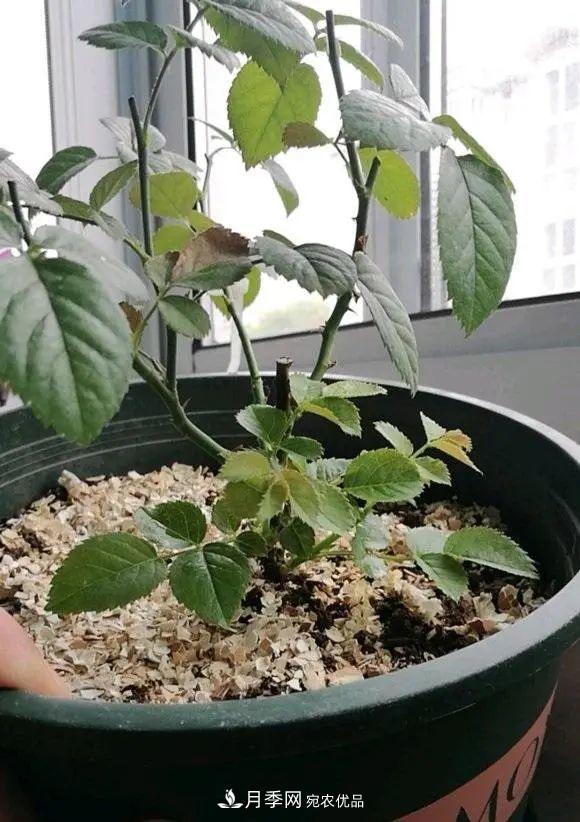 月季花中的“王者”，花友都喜歡養(yǎng)，如今沒落了，顏值依舊很高(圖3)