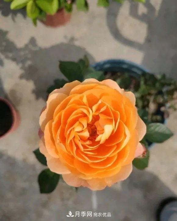 月季花中的“王者”，花友都喜歡養(yǎng)，如今沒落了，顏值依舊很高(圖4)