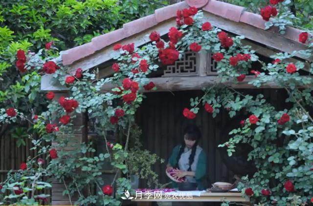 李子柒的紅色月季花墻，這個(gè)品種，好養(yǎng)易打理(圖1)