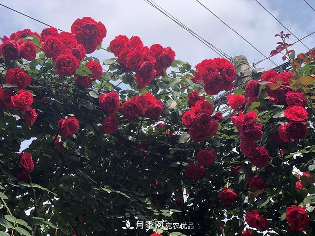 李子柒的紅色月季花墻，這個(gè)品種，好養(yǎng)易打理(圖3)