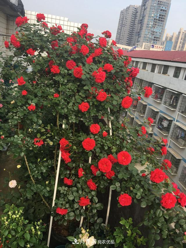 李子柒的紅色月季花墻，這個(gè)品種，好養(yǎng)易打理(圖6)