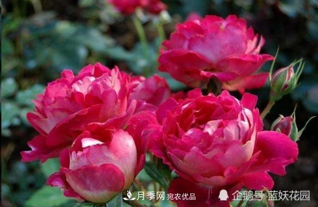 月季冬剪別著急，剪早了比不剪還要糟糕！(圖1)