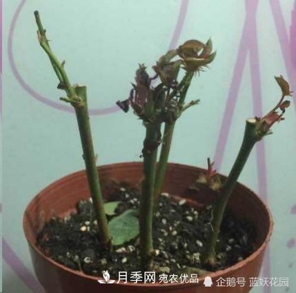 月季冬剪別著急，剪早了比不剪還要糟糕！(圖4)