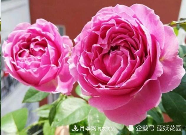 月季冬剪別著急，剪早了比不剪還要糟糕！(圖2)