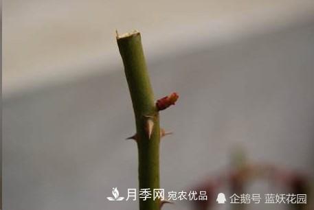 月季冬剪別著急，剪早了比不剪還要糟糕！(圖3)