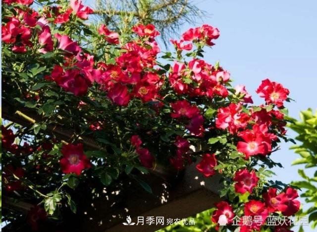月季冬剪別著急，剪早了比不剪還要糟糕！(圖6)