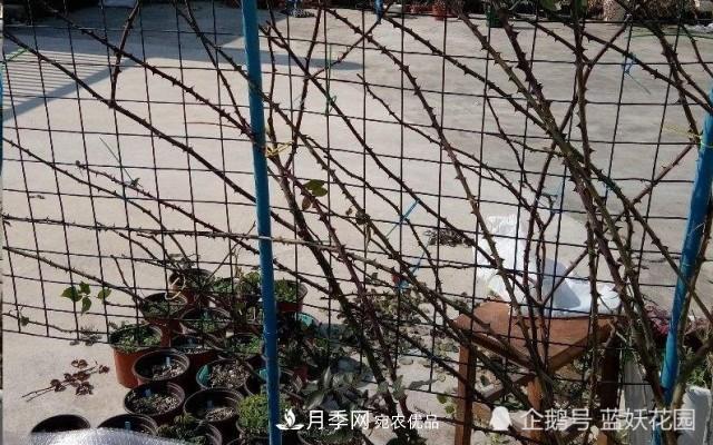 月季冬剪別著急，剪早了比不剪還要糟糕！(圖7)