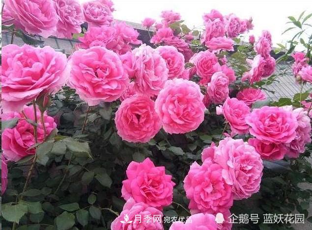 月季冬剪別著急，剪早了比不剪還要糟糕！(圖8)