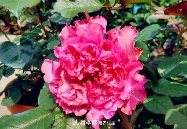 推薦8種月季美艷動人，色澤能比玫瑰(圖6)