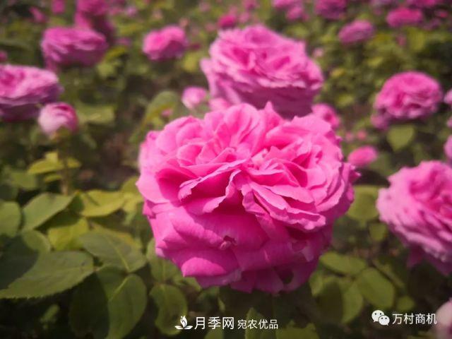 月季花好養(yǎng)活，但要花大花艷您得懂這些知識(圖1)