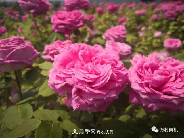 月季花好養(yǎng)活，但要花大花艷您得懂這些知識(圖3)