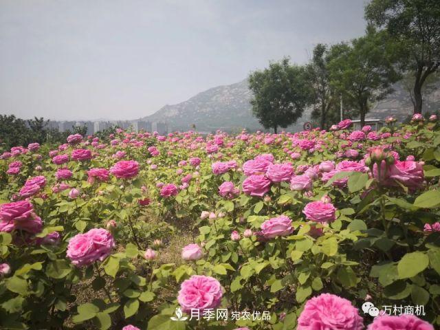 月季花好養(yǎng)活，但要花大花艷您得懂這些知識(圖2)