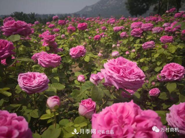 月季花好養(yǎng)活，但要花大花艷您得懂這些知識(圖4)