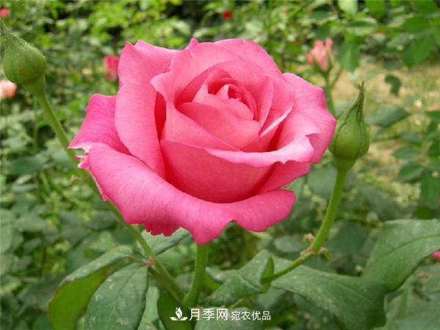 月季花除了觀賞，還有這些價值，但是知道的人很少(圖1)