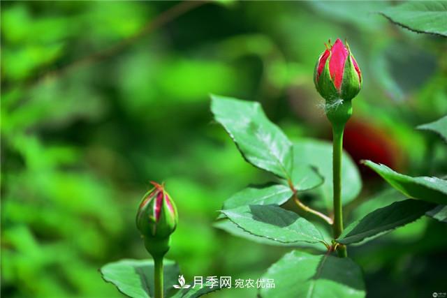 月季花除了觀賞，還有這些價值，但是知道的人很少(圖2)