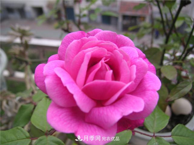 月季花除了觀賞，還有這些價值，但是知道的人很少(圖3)
