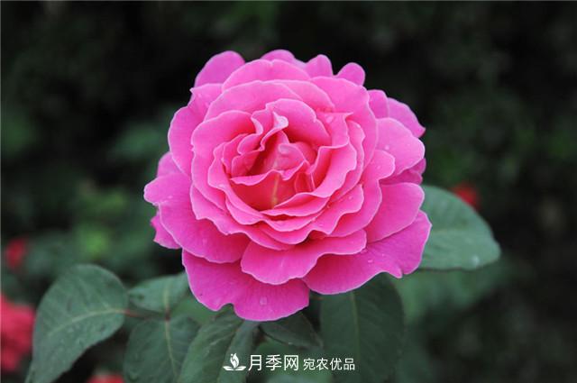 月季花除了觀賞，還有這些價值，但是知道的人很少(圖5)