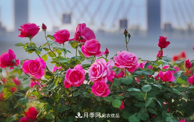 南陽市總人口1194.23萬居全省** 河南每9人就有1個南陽人(圖1)