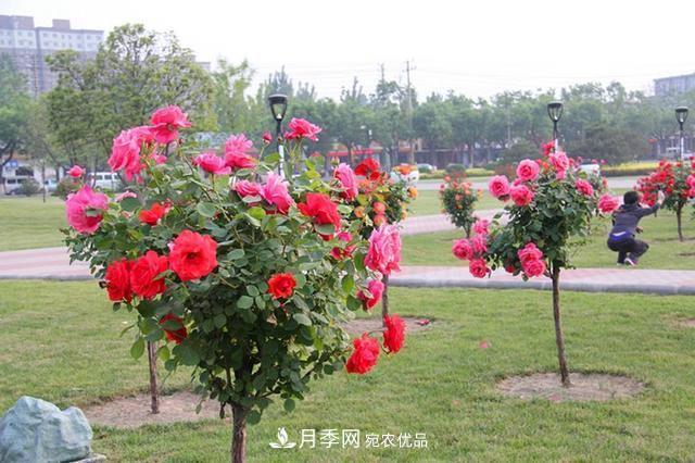 月季樹一年花開200多天，適應(yīng)能力強，適合園林工程和庭院栽種(圖1)