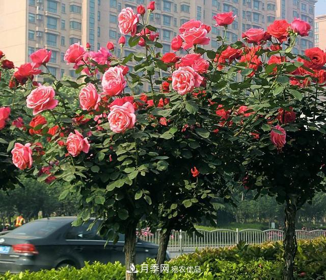 月季養(yǎng)成樹(shù)，這種盆景月季樹(shù)一年300天開(kāi)花，很適合懶人養(yǎng)(圖1)